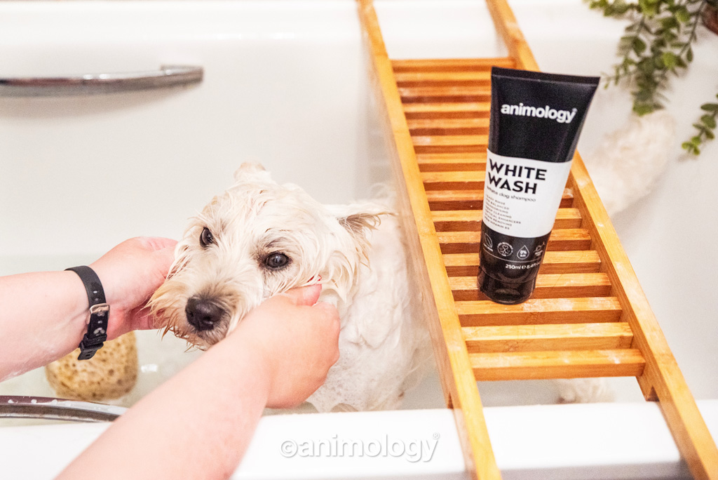 Animology White Wash Dog Shampoo 250 ml - Voor Honden met Witte of Lichte Vacht - afbeelding 2