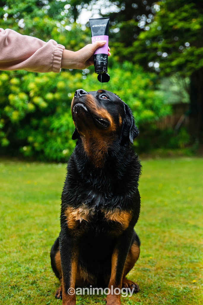 Animology Flea & Tick Dog Shampoo 250 ml - Voor honden met vlooien en teken - afbeelding 3