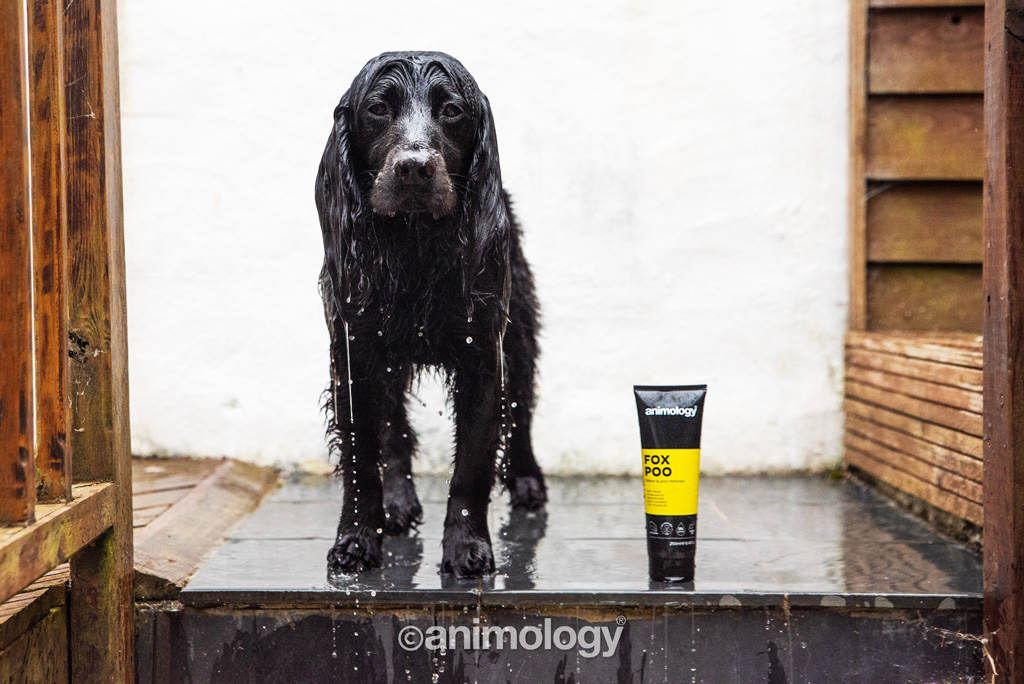 Animology Fox Poo Dog Shampoo 250 ml - Verwijdert nare geuren - afbeelding 4