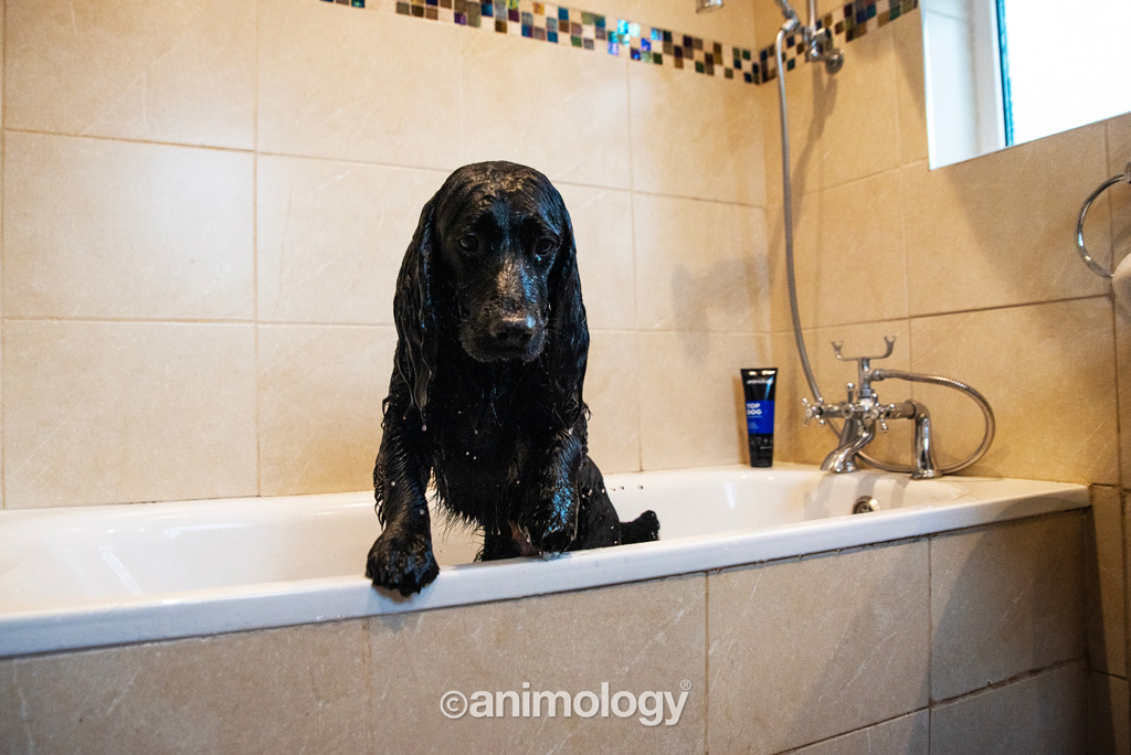 Animology Top Dog Conditioner 250 ml - Voor een zachte en verzorgde hondenvacht - afbeelding 2