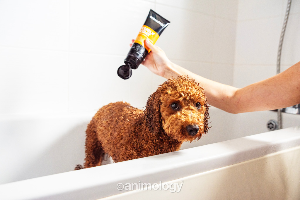 Animology Curly Coat Dog Shampoo 250 ml - Voor honden met krullende vacht - afbeelding 2