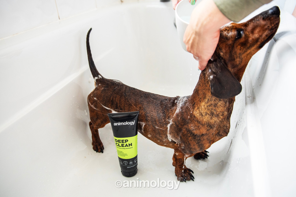 Animology Deep Clean Intensive Dog Shampoo 250 ml - Voor alle hondenrassen - afbeelding 4