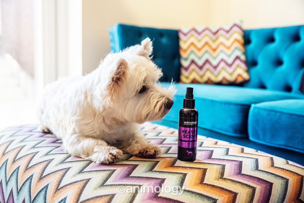 Animology Heaven Scent Body Mist 150 ml voor honden - afbeelding 2