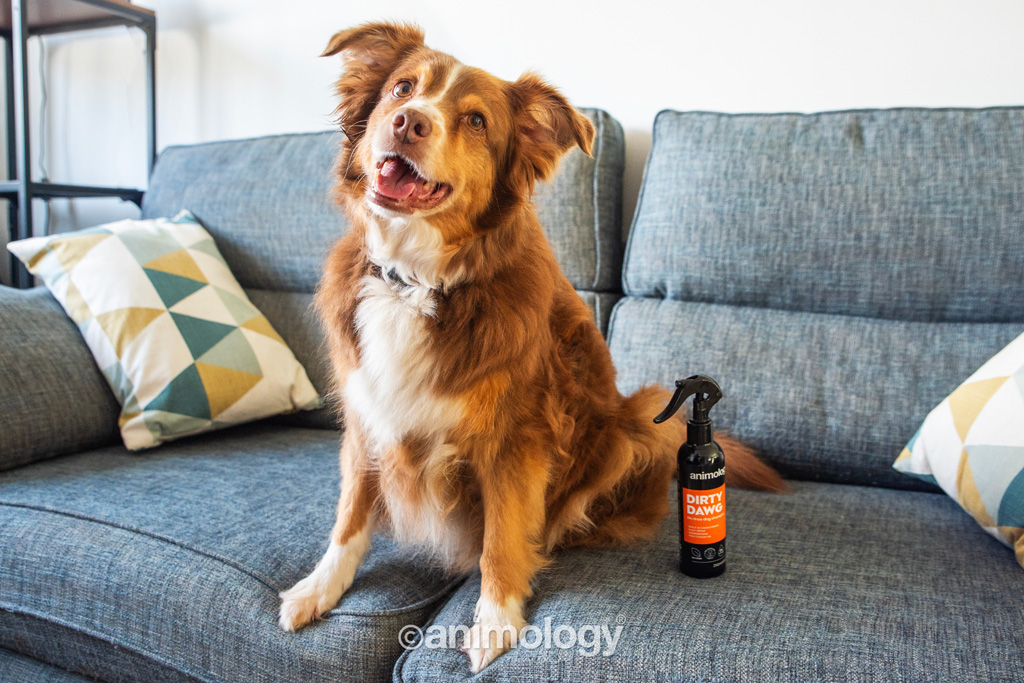 Animology Dirty Dawg No Rinse Dog Shampoo 250 ml - Verzorging voor honden - afbeelding 3