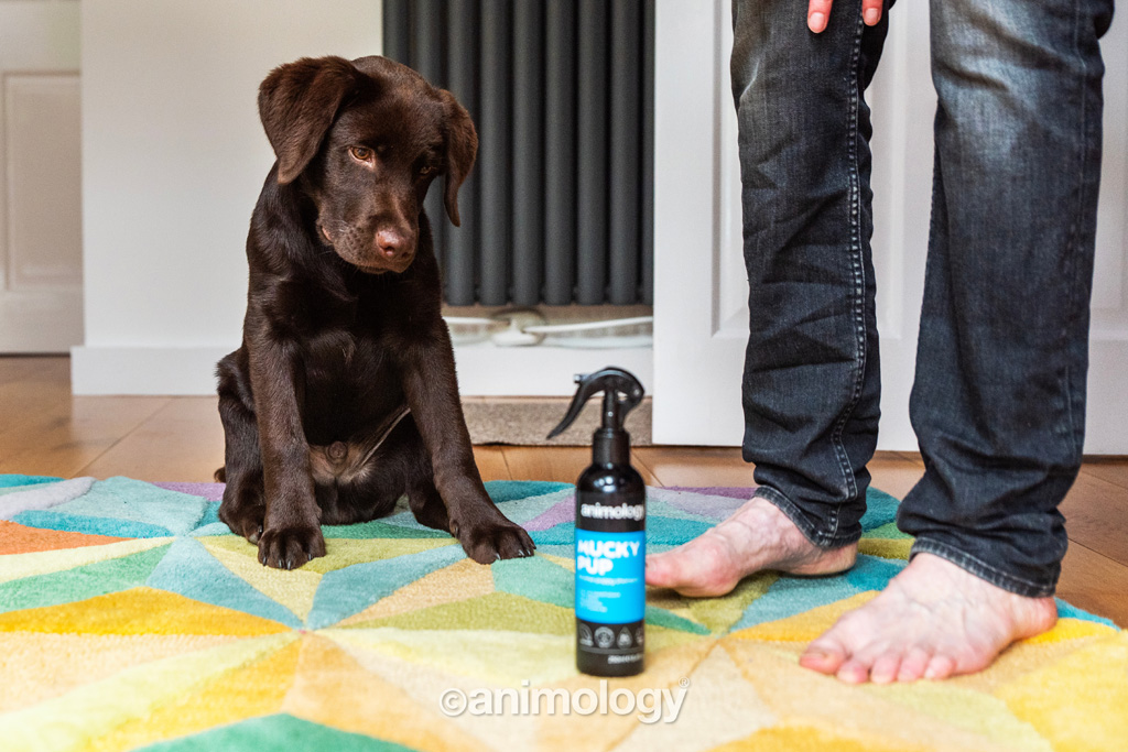 Animology Mucky Pup No Rinse Puppy Shampoo 250 ml - afbeelding 2