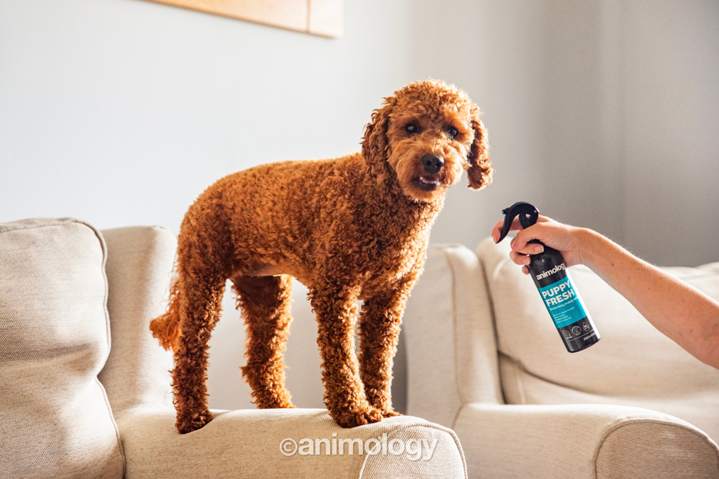 Animology Puppy Fresh Deodorising Puppy Spray 250 ml - afbeelding 2