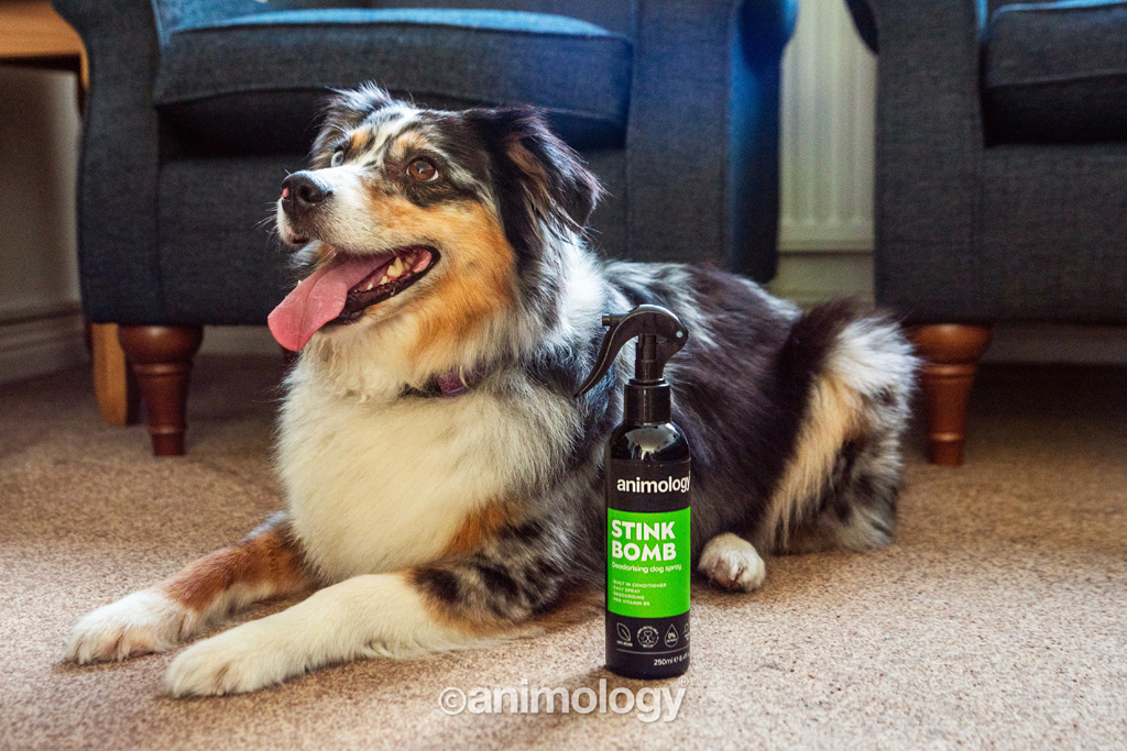 Animology Stink Bomb Deodorising Dog Spray 250 ml - Verzorging voor Honden - afbeelding 2