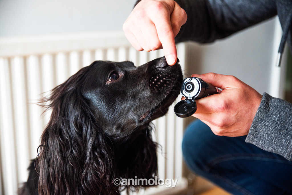 Animology Paws & Nose Balm 50 ml - Balsem voor hondenneus en voetkussens - afbeelding 4