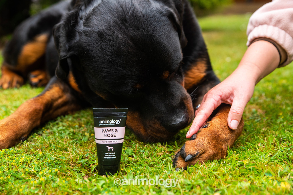 Animology Paws & Nose Balm 50 ml - Balsem voor hondenneus en voetkussens - afbeelding 5
