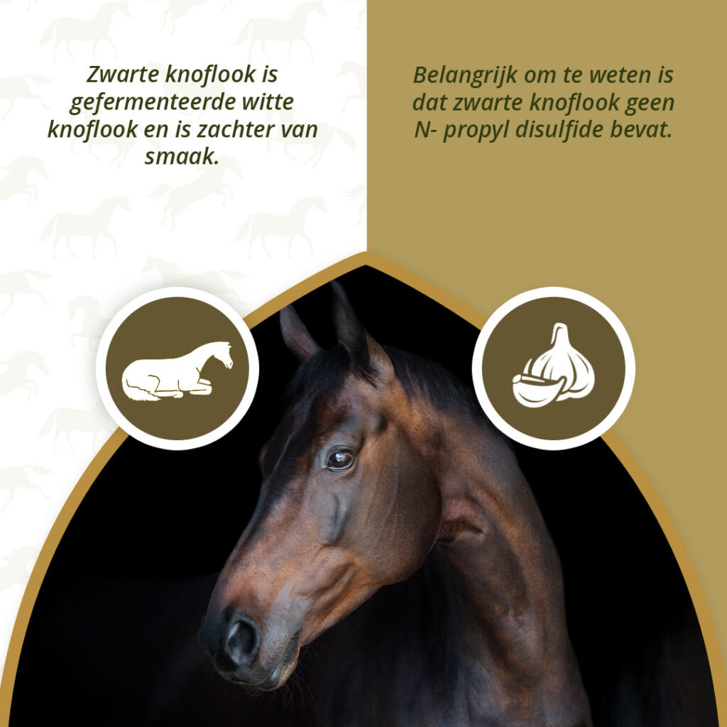 Excellent Horse Herbs Zwarte Knoflook 450 g - Supplement voor Paarden - afbeelding 3