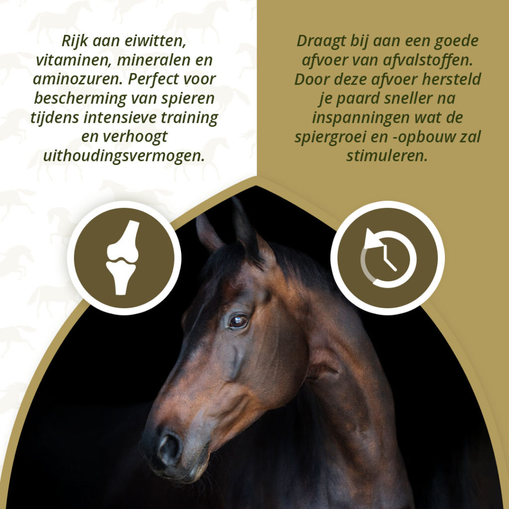 Excellent Horse Turbo 1 kg - Supplement voor spieropbouw bij paarden - afbeelding 3