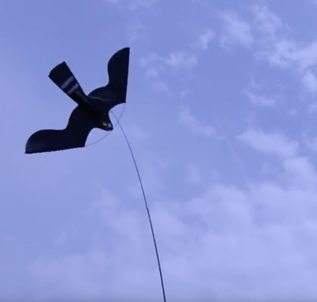 Birdshield Set - Vlieger met 7 meter telescopische mast voor vogelafschrikking - afbeelding 2
