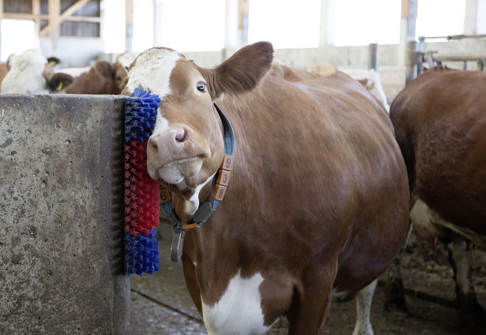 Borstel voor Paard, Rund, Geit - Huidverzorging - afbeelding 6