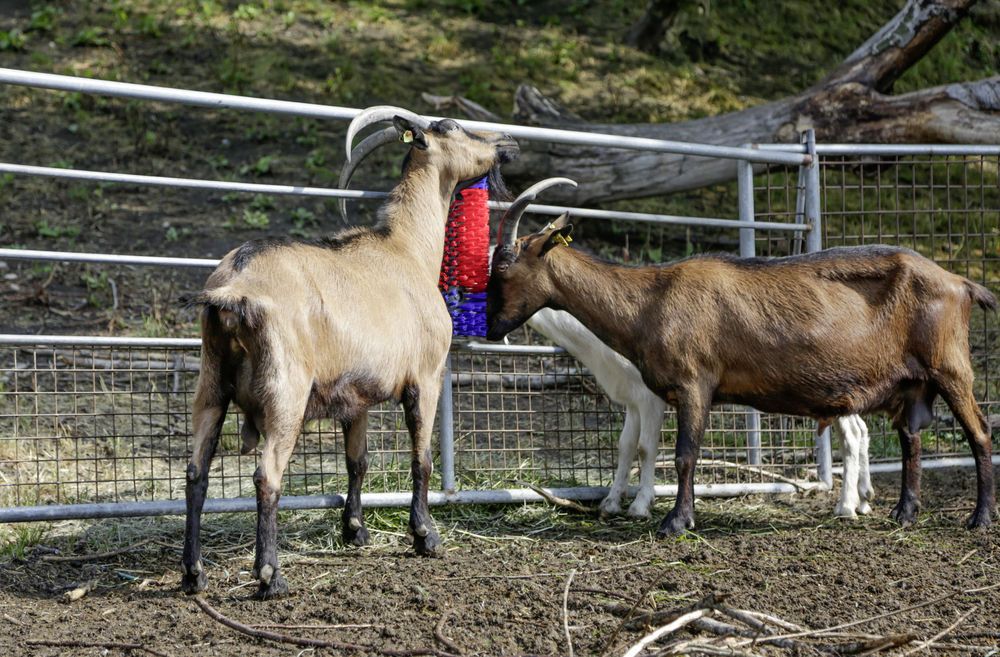 Borstel voor Paard, Rund, Geit - Huidverzorging - afbeelding 5