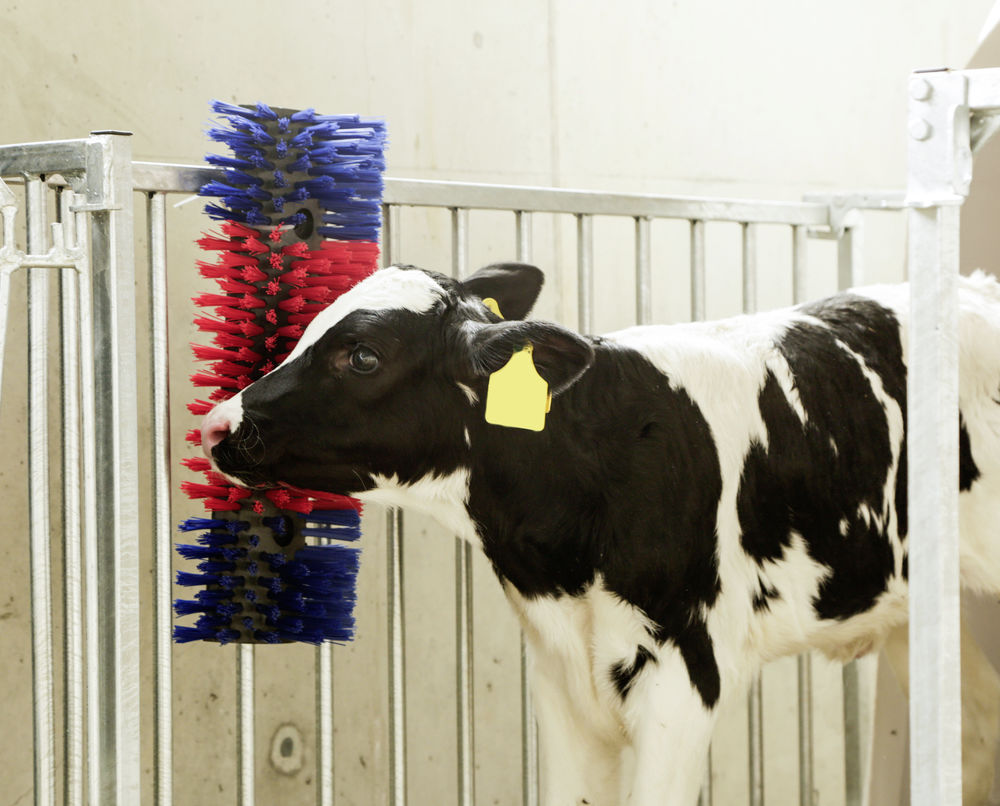 Borstel voor Paard, Rund, Geit - Huidverzorging - afbeelding 3