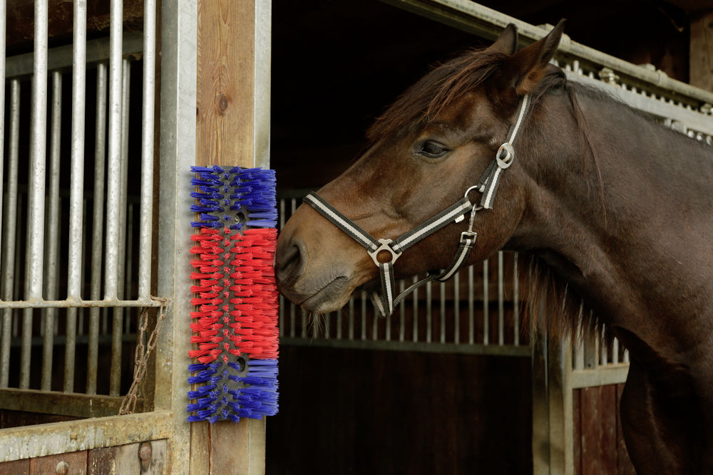 Borstel voor Paard, Rund, Geit - Huidverzorging - afbeelding 2