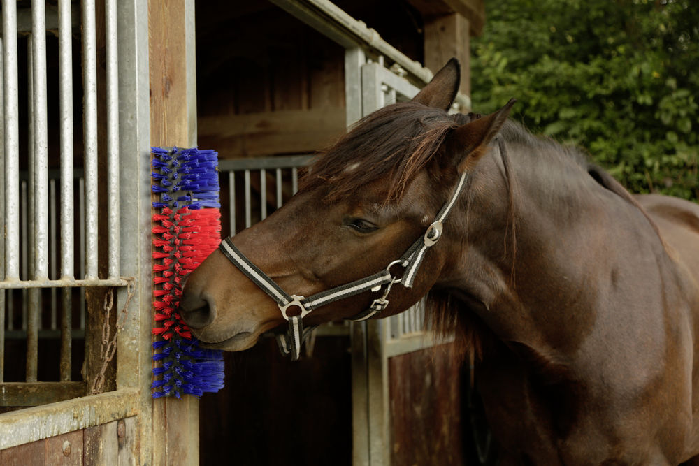 Borstel voor Paard, Rund, Geit - Huidverzorging - afbeelding 4