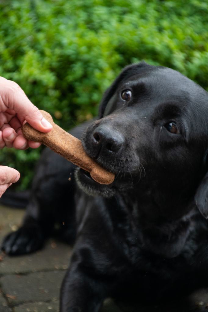 Bugbone Medium - Duurzame hondensnack op basis van insecteneiwitten - afbeelding 4