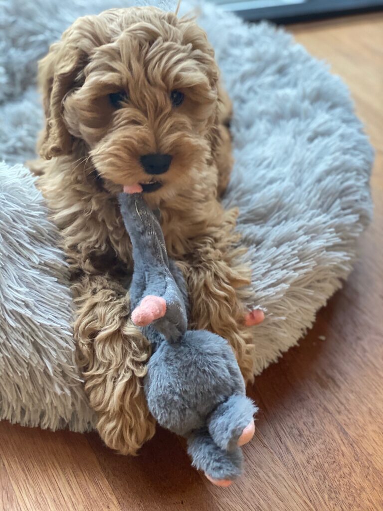 Bunny Puppy Crunchy Knot knuffelkonijntje met lavendel voor pups - afbeelding 3