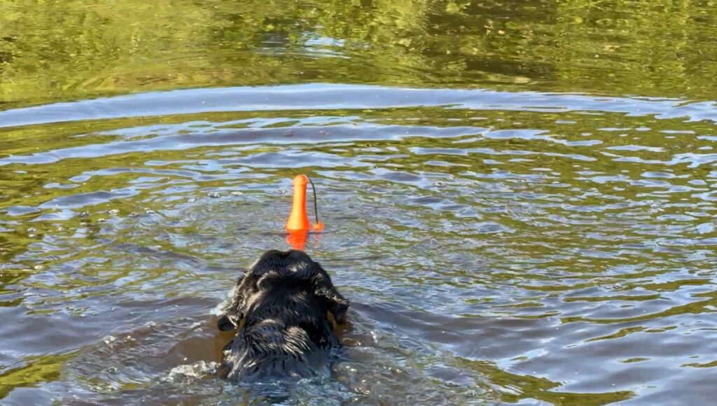 Dog Comets Bobber Oranje - Apporteerspeeltje voor Water en Land - afbeelding 4