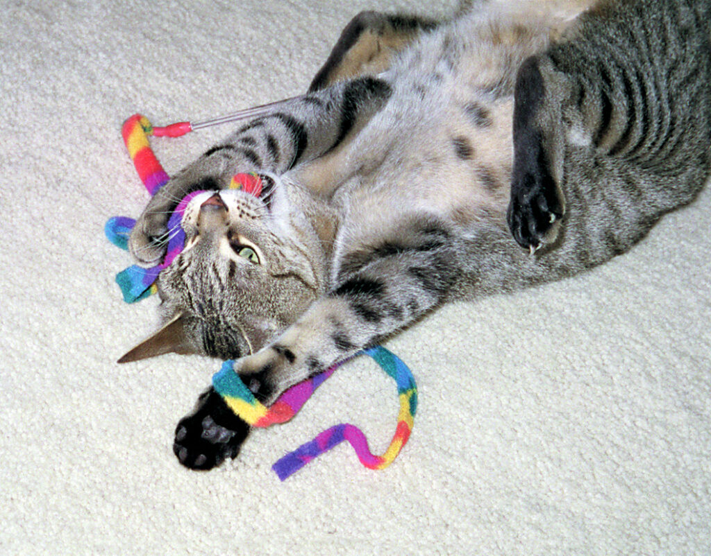 Cat Dancer Cat Charmer Interactief Kattenspeelgoed 90 cm - afbeelding 2