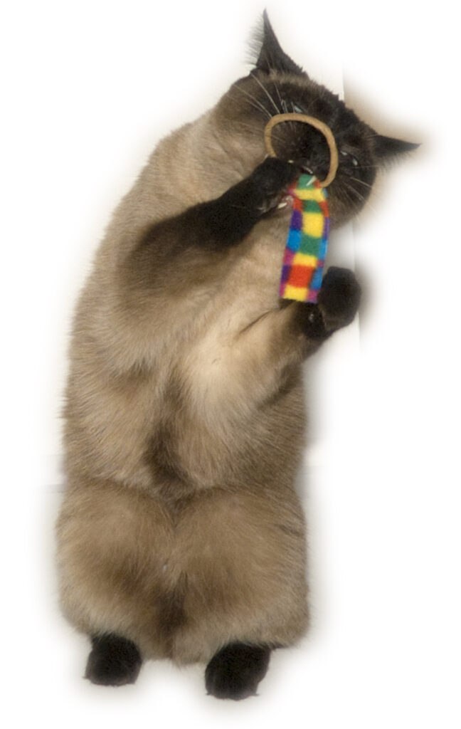 Cat Dancer Ring Tail Chasers (2-Pack) - Interactief Speelgoed voor Katten - afbeelding 2