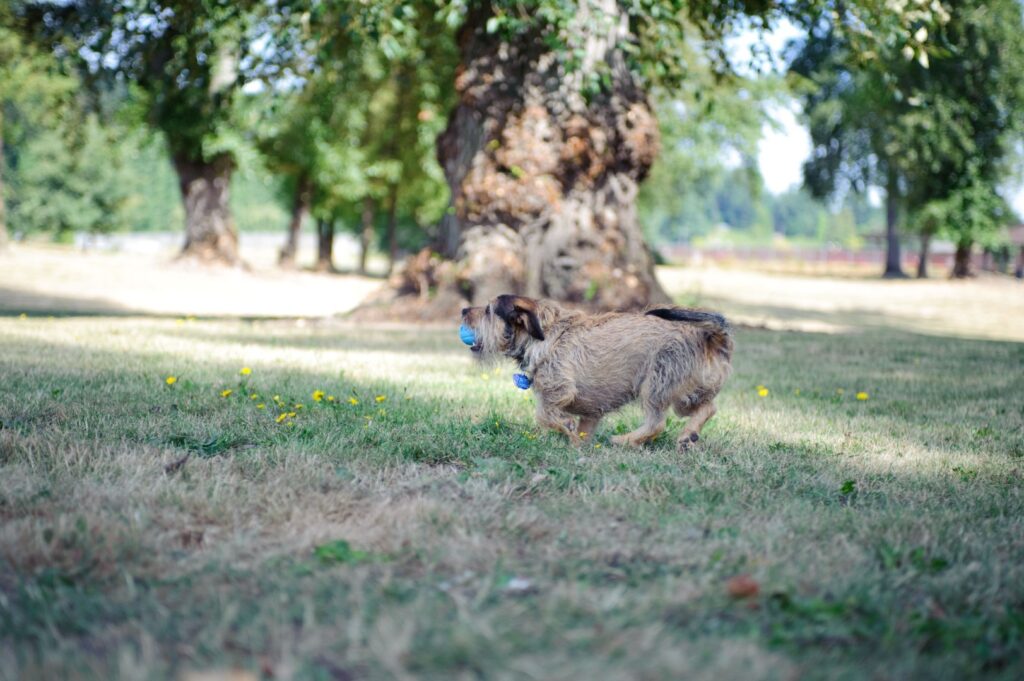 Chuckit! The Whistler S (2-pack) - Fluitende Speelbal voor Honden - afbeelding 2