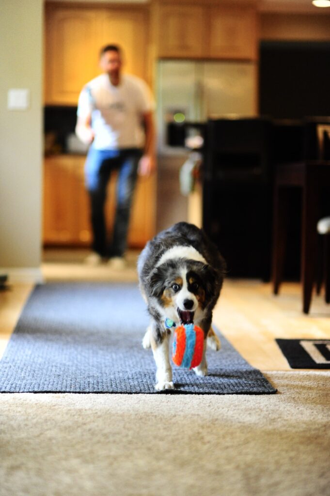 Chuckit! Indoor Roller - Speelgoed voor Binnen - afbeelding 6