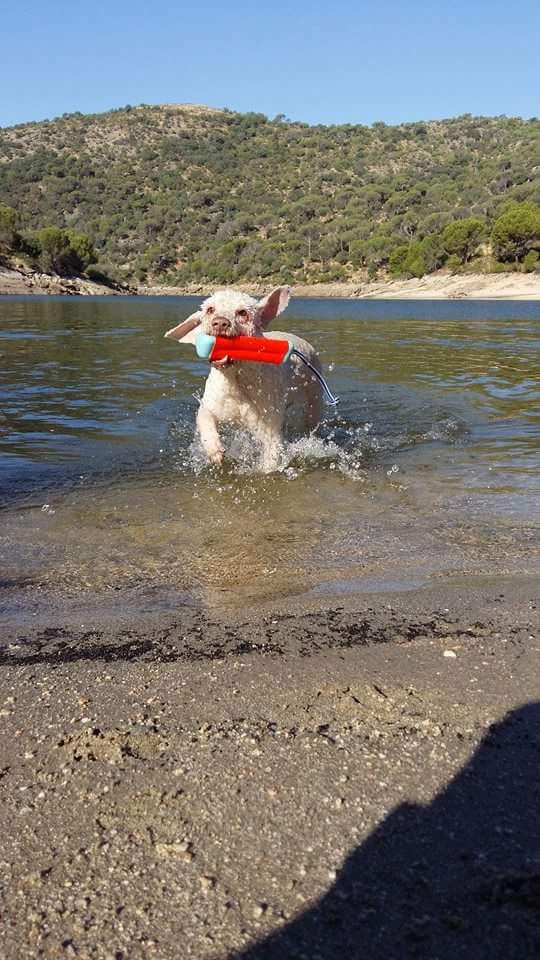 Chuckit! Amphibious Bumper S - Speelgoed voor honden - afbeelding 6