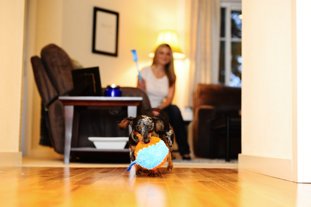 Chuckit! Indoor Shaker - Speelgoed voor binnen - afbeelding 5