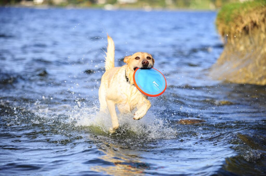 Chuckit! Paraflight S - Speelgoed voor Apporteren op Land en Water - afbeelding 5