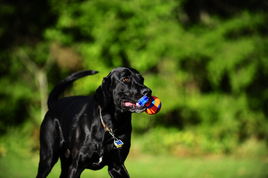 Chuckit! Ultra Tug S - Speelgoed voor Honden met Tennisbal - afbeelding 3