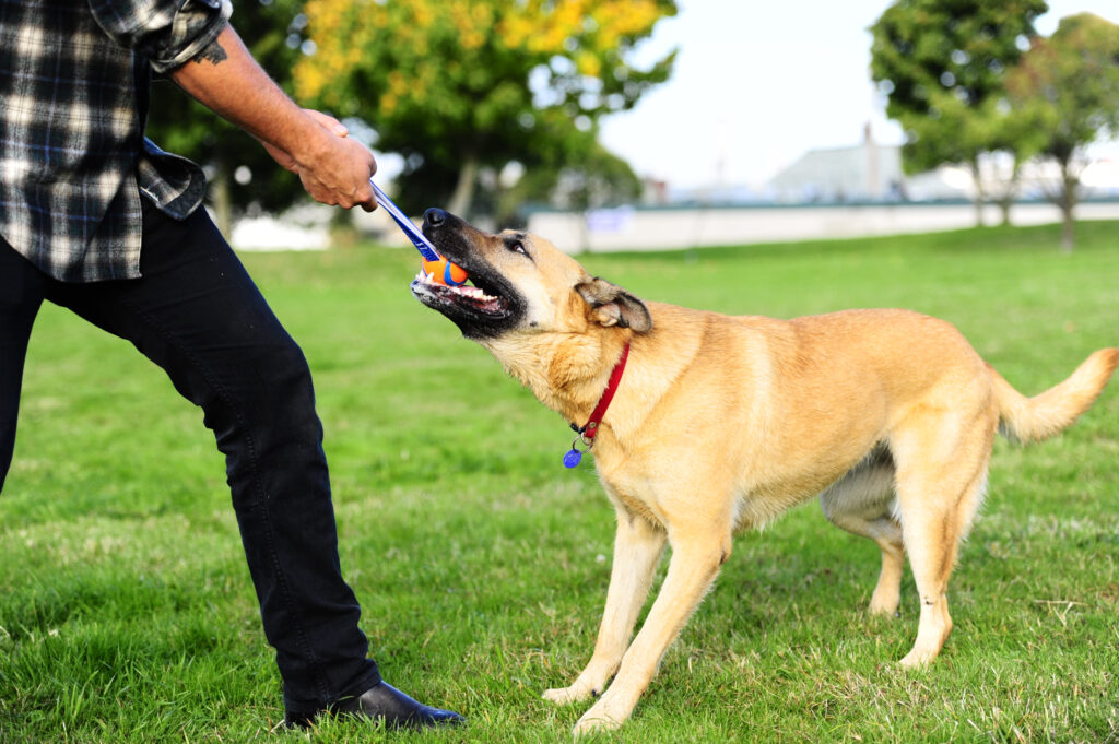 Chuckit! Ultra Tug S - Speelgoed voor Honden met Tennisbal - afbeelding 4