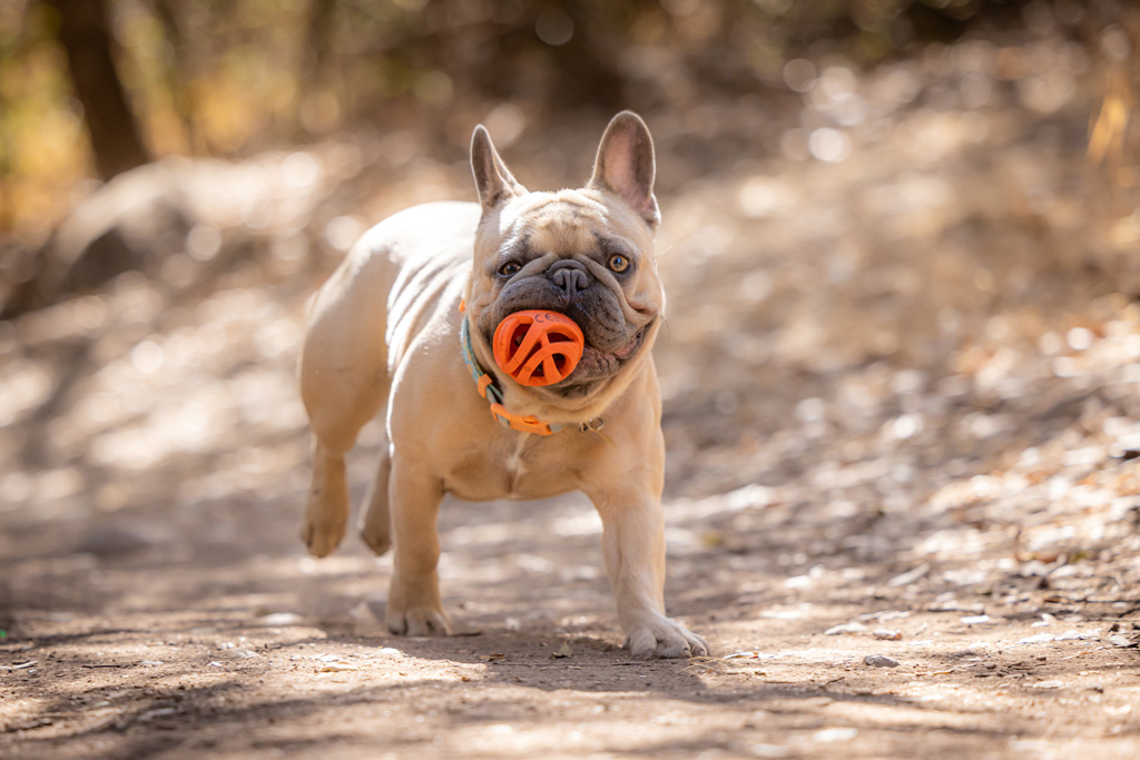 Chuckit! Air Fetch Ball M - Speelgoed voor Honden - afbeelding 3
