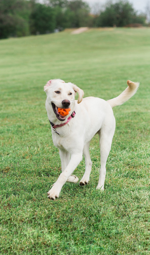 Chuckit! Air Fetch Ball M - Speelgoed voor Honden - afbeelding 4