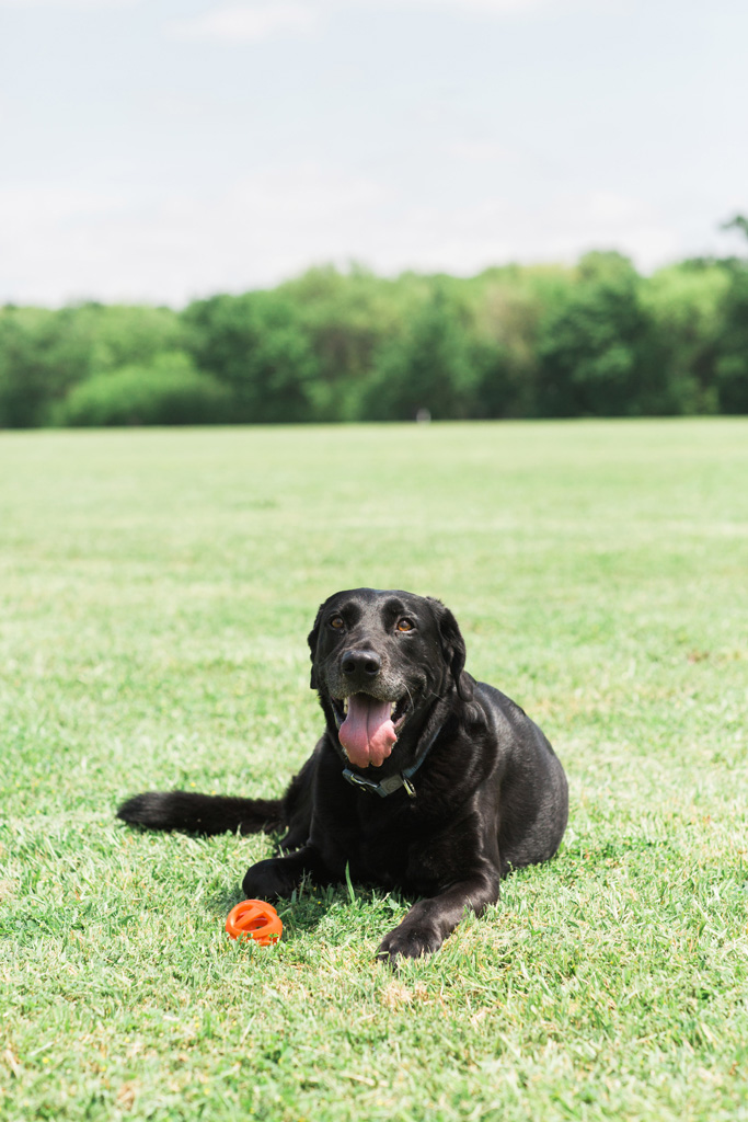 Chuckit! Air Fetch Ball M - Speelgoed voor Honden - afbeelding 5