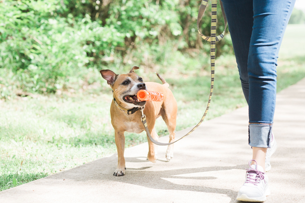 Chuckit! Air Fetch Stick 31 cm - Duurzaam Speelgoed voor Honden - afbeelding 4