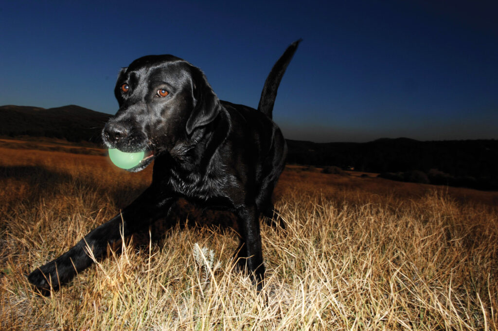Chuckit! Max Glow S - Lichtgevende bal voor honden, Ø 5 cm - afbeelding 3