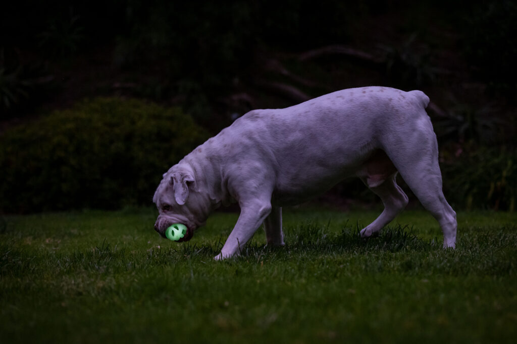 Chuckit! Air Glow Fetch Ball M - Speelgoed voor honden, glow in the dark - afbeelding 4