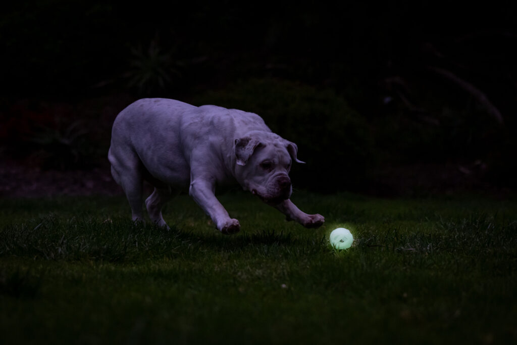 Chuckit! Air Glow Fetch Ball M - Speelgoed voor honden, glow in the dark - afbeelding 5
