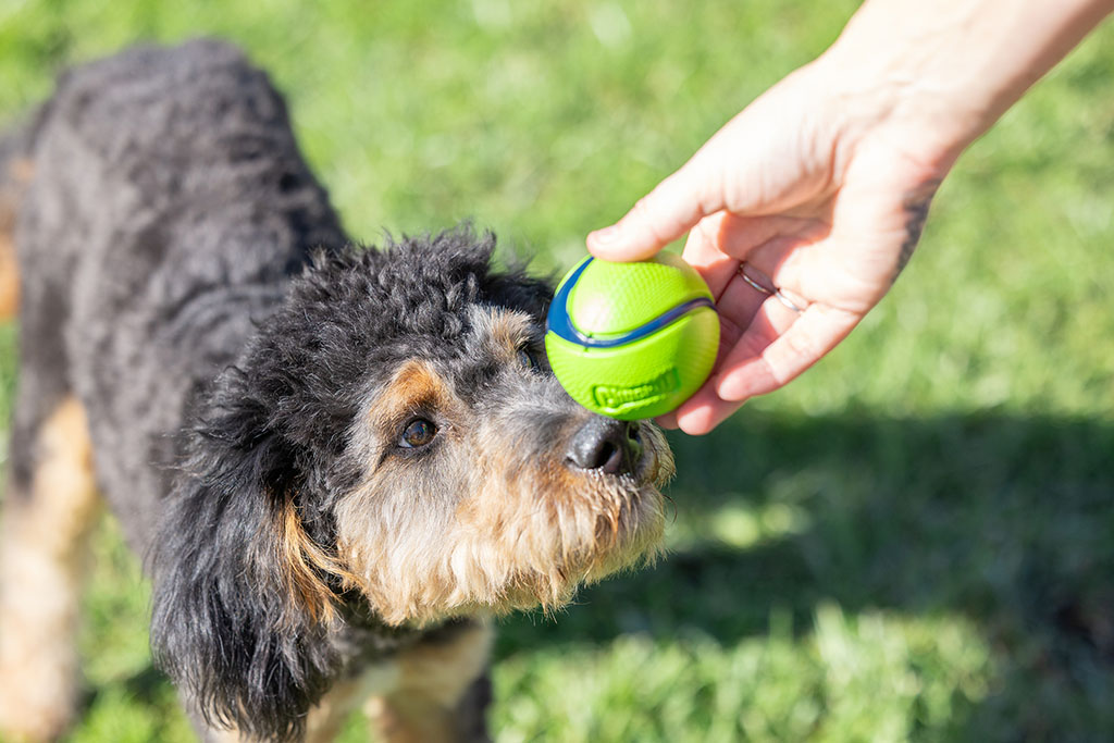 Chuckit! Sniff Fetch Ball Bacon & Peanut Butter M 4-pack - afbeelding 2