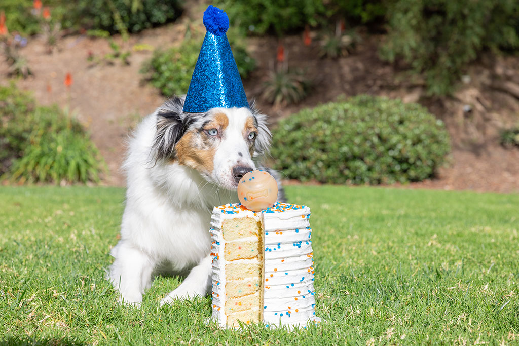 Chuckit! Birthday Fetch Ball M - Speelbal met Vanillegeur - afbeelding 2