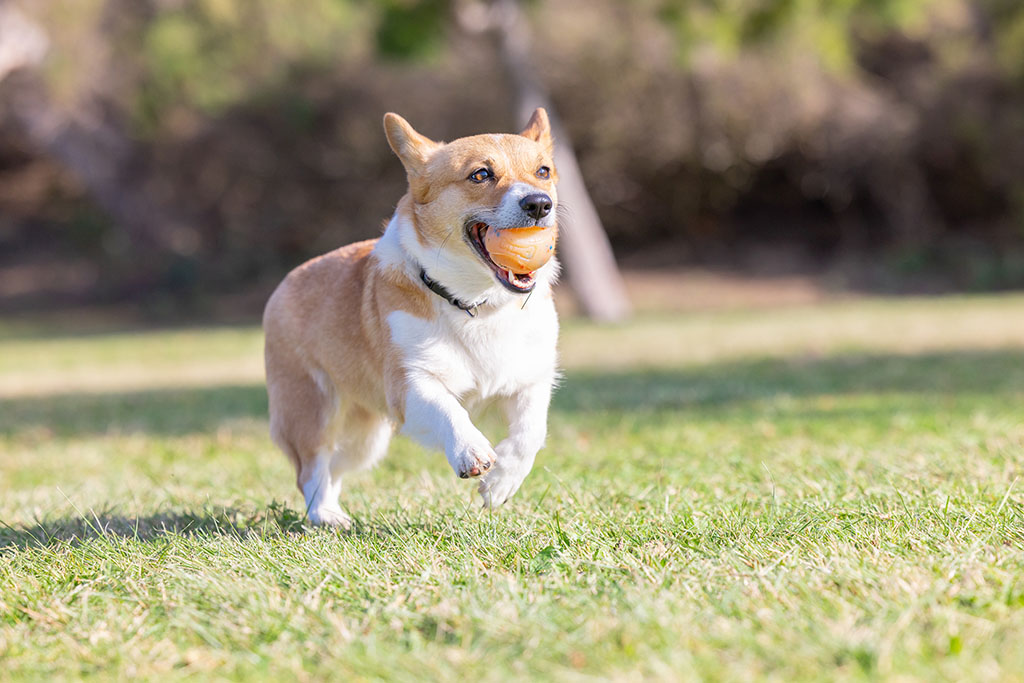 Chuckit! Birthday Fetch Ball M - Speelbal met Vanillegeur - afbeelding 4