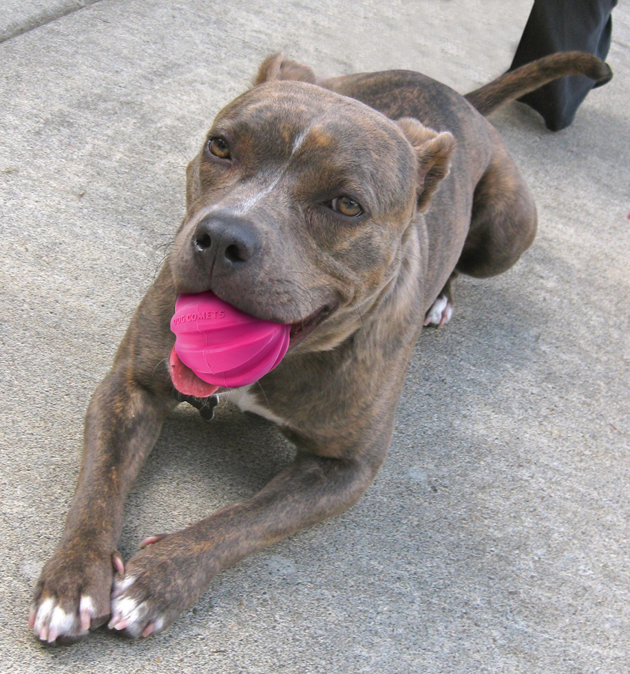 Dog Comets Hale-Bopp Roze - Duurzame Rubber Hondenbal met Touw - afbeelding 2