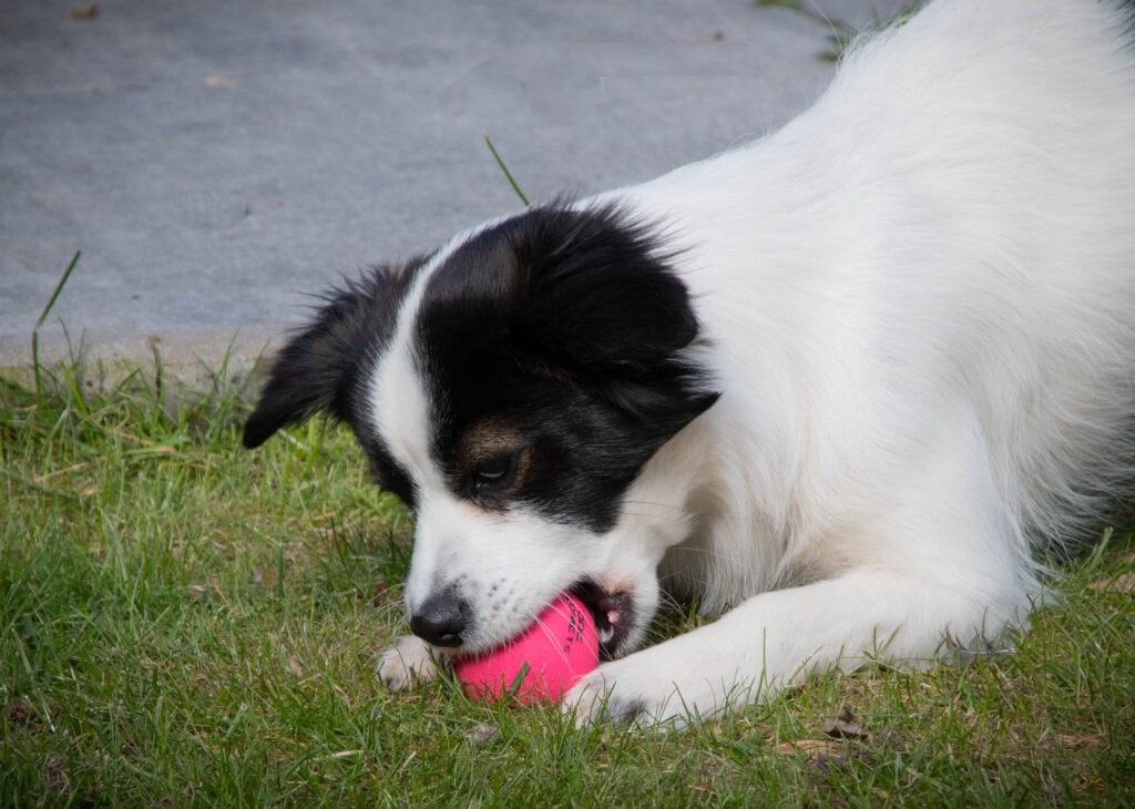 Dog Comets Stardust Bal Roze S - Natuurlijk Rubber Speelgoed voor Honden - afbeelding 5