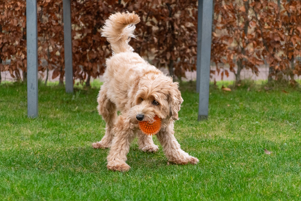 Dog Comets Exoplanet Egelbal L Roze - Speelgoed voor Honden - afbeelding 3