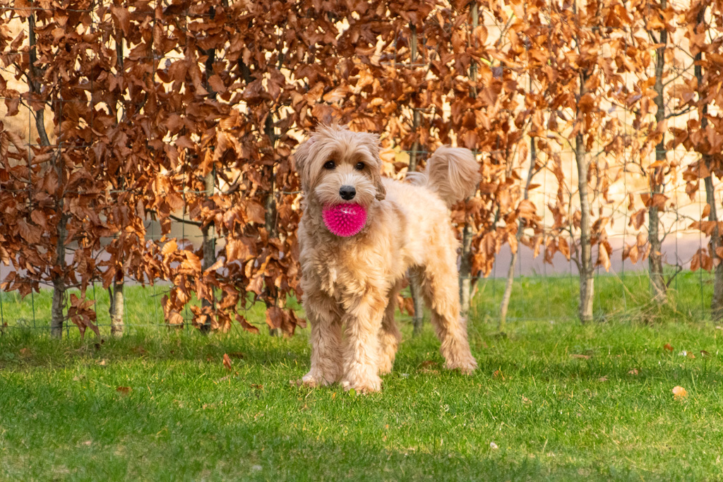 Dog Comets Exoplanet Egelbal L Roze - Speelgoed voor Honden - afbeelding 4