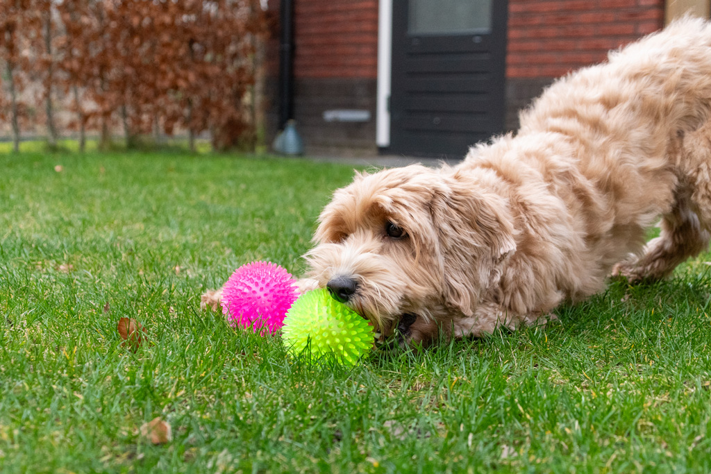 Dog Comets Exoplanet Egelbal S Roze - Speelgoed voor Honden - afbeelding 5