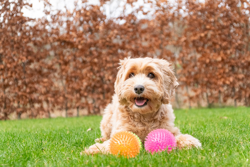 Dog Comets Exoplanet Egelbal S Roze - Speelgoed voor Honden - afbeelding 6