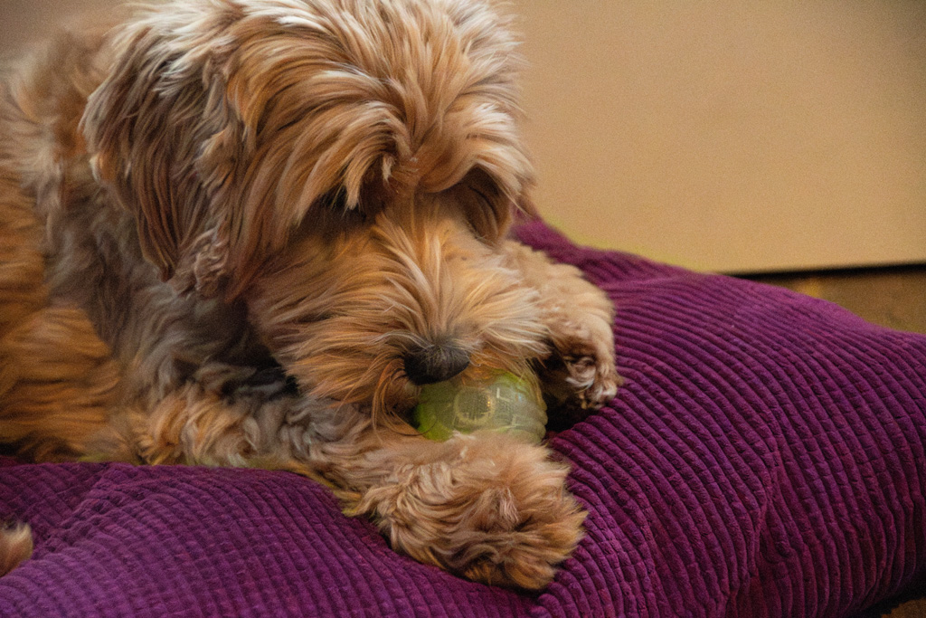 Dog Comets Glow In The Dark Moon Bal S Roze - Speelplezier Dag en Nacht - afbeelding 4
